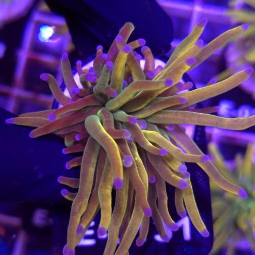 Euphyllia Glabrescens Holy Grail US Style WYSIWYG #E0131