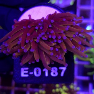 Euphyllia Glabrescens New York WYSIWYG (2 głowy) #E0187