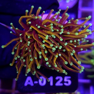 Euphyllia Glabrescens Golden Torch (2 głowy) WYSIWYG #A0125