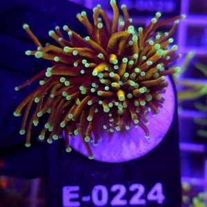 Euphyllia Glabrescens Golden Torch (2 głowy) WYSIWYG #E0224