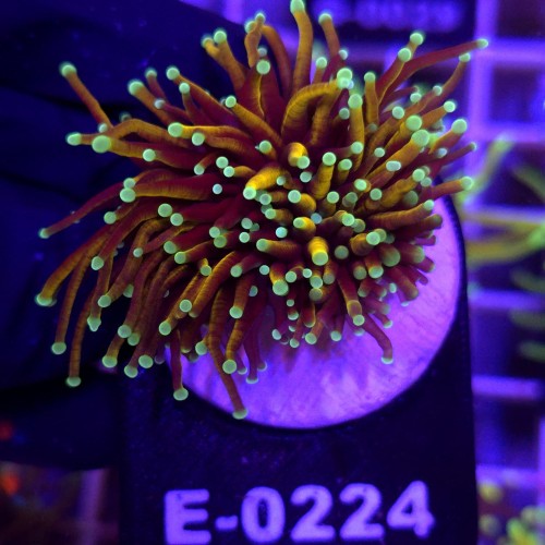 Euphyllia Glabrescens Golden Torch (2 głowy) WYSIWYG #E0224