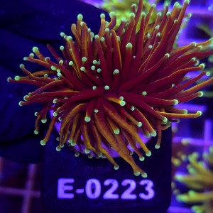 Euphyllia Glabrescens Golden Torch (2 głowy) WYSIWYG #E0223