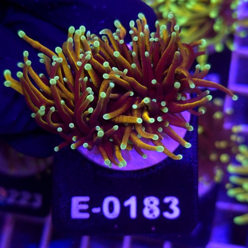 Euphyllia Glabrescens Golden Torch (2 głowy) WYSIWYG #E0183