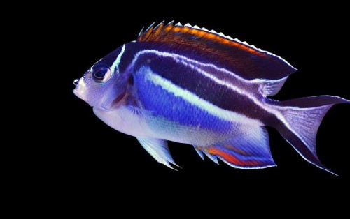 Genicanthus bellus samica – Bellus Angelfish (rozmiar M)