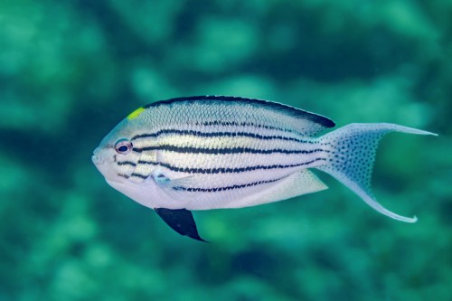 Genicanthus lamarck samica – Lamarck Angelfish (rozmiar L)