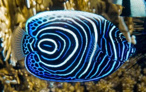 Pomacanthus imperator (L) – ustniczek cesarski Emperor Angelfish