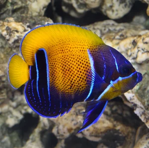Pomacanthus navarchus (M) Blue-Girdled Angelfish (dorosły)