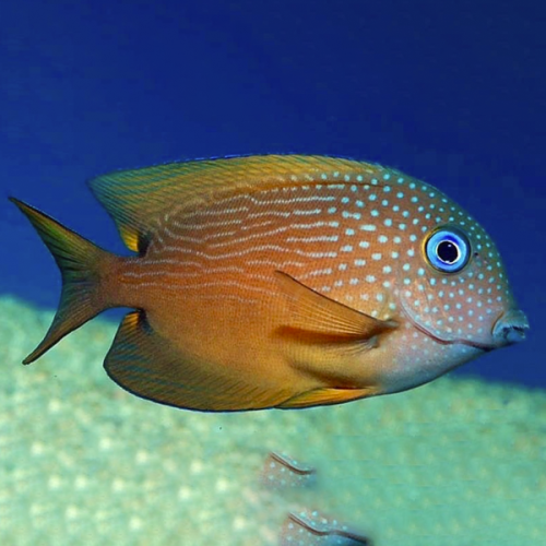 Ctenochaetus binotatus (S) - pokolec