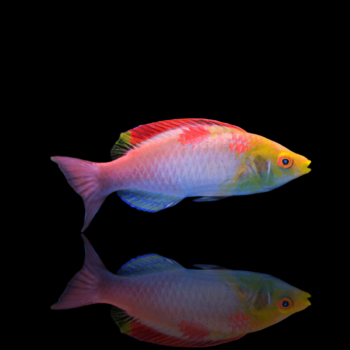 cirrhilabrus-adornatus-red-fin-fairy-wrasse.jpg