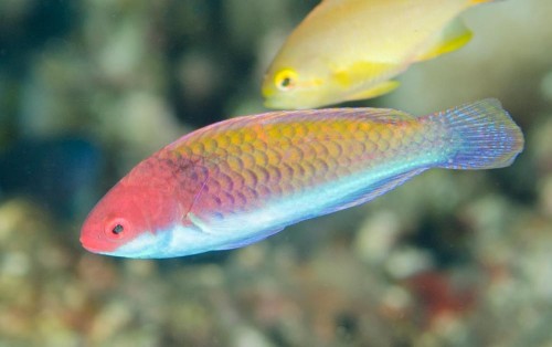 Cirrhilabrus cyanopleura (S) - wargacz 