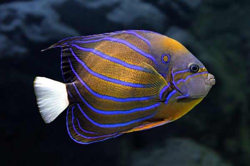 Pomacanthus annularis (M) - ustniczek pierścieniowaty