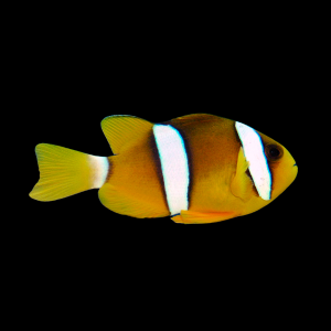 Amphiprion Clarki (S) Yellowtail Clownfish Błazenek 