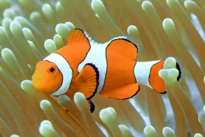 Amphiprion percula (S) - błazenek 