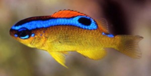 Chrysiptera Leucopoma