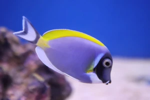 Acanthurus leucosternon (M) - pokolec białobrody