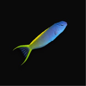 Meiacanthus Atrodorsalis 