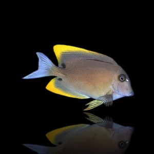 Ctenochaetus tominiensis – Tomini Tang / Bristletooth Tang do Akwarium Morskiego