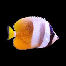 Chaetodon kleinii (S) Ustnik