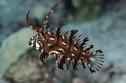 Novaculichthys taeniourus (M) - wargacz smoczy