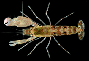 Alpheus sp. (Krewetka pistoletowa) (S)