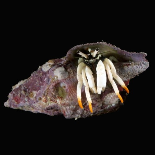 White Legged Hermit Crab 1-500x500.jpg