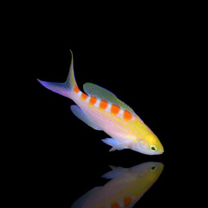 Pseudanthias flavoguttatus (M) 