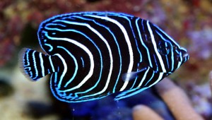 Pomacanthus semicirculatus (M) Ustniczek królewski 