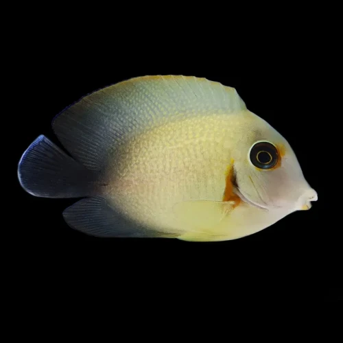 Acanthurus pyroferus (S) - pokolec