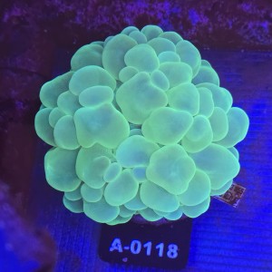 Plerogyra Sinuosa Fluo WYSIWYG #A0118