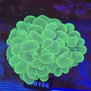 Plerogyra Sinuosa Fluo WYSIWYG #A0166