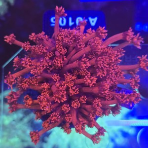 Goniopora Premium Red (matecznik) WYSIWYG #A0105