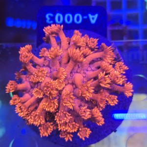 Goniopora Premium Red with blue tips (matecznik) WYSIWYG #A0003