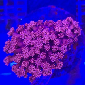 Goniopora Premium Red (matecznik) WYSIWYG #A0050