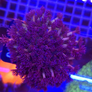 Goniopora Premium Purple blue tips (matecznik) WYSIWYG #A0090