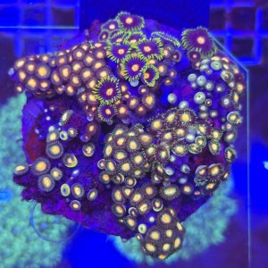 ZOA Garden Mix WYSIWYG #A0077