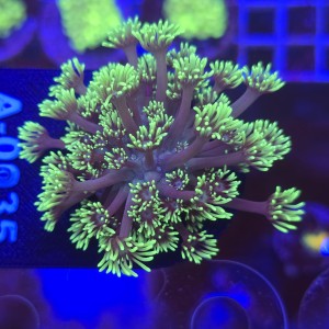 Goniopora Purple Yellow tips WYSIWYG #A0035