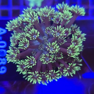 Goniopora Purple Yellow tips WYSIWYG #A0089