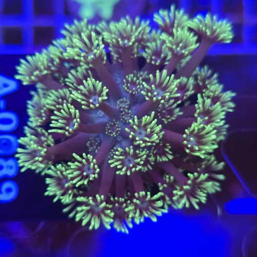 Goniopora Purple Yellow tips WYSIWYG #A0089