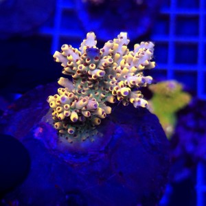 Acropora Cytherea Pikachu matecznik WYSIWYG #A0156