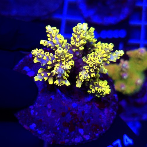 Acropora Cytherea Pikachu matecznik WYSIWYG #A0074