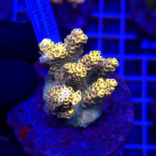 Acropora Cytherea Pikachu matecznik WYSIWYG #A0197