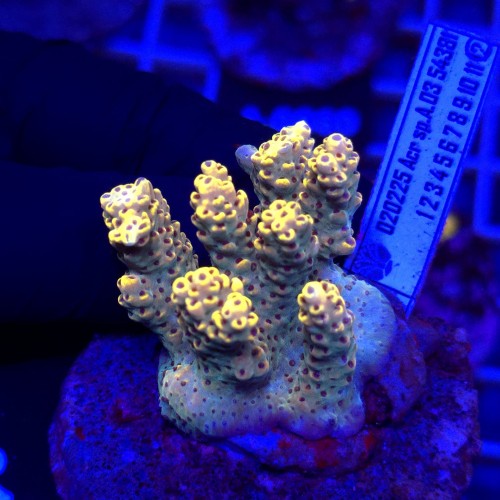 WhatsApp Image 2026-04-16 at 18.52.13.jpeg