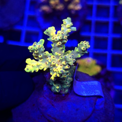 Acropora Cytherea Pikachu matecznik WYSIWYG #A0082