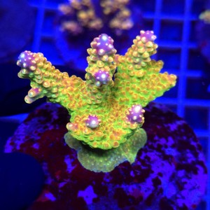 Acropora Mango Garden matecznik WYSIWYG #A0178