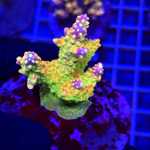 WhatsApp Image 2026-04-16 at 18.52.15 (1).jpeg