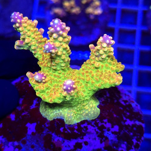 WhatsApp Image 2026-04-16 at 18.52.15.jpeg