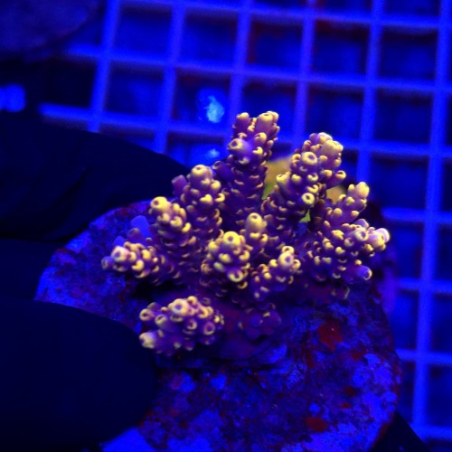 Acropora Cytherea Pikachu matecznik WYSIWYG #A0060