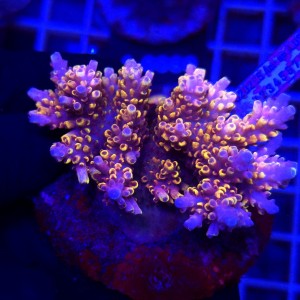 Acropora Cytherea Pikachu matecznik WYSIWYG #A0180