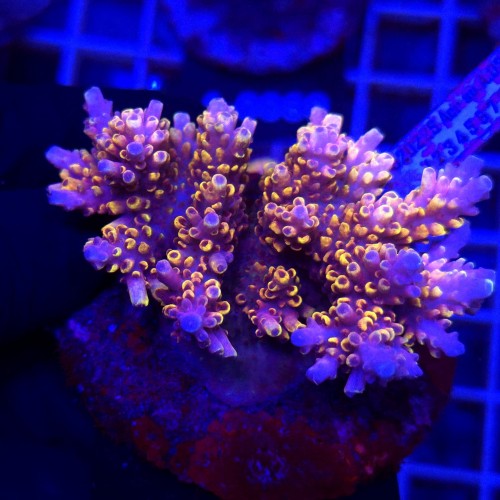 Acropora Cytherea Pikachu matecznik WYSIWYG #A0180