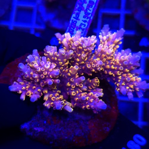 WhatsApp Image 2026-04-16 at 18.52.19 (2).jpeg